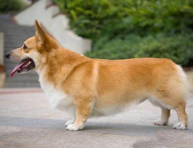 "纯种"柯基犬有5个特点,很多人养的都是串,你的狗纯吗?_手机搜狐网