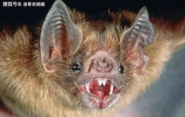 世界上最恐怖老鼠吸食完人类血液后再变成蝙蝠飞走