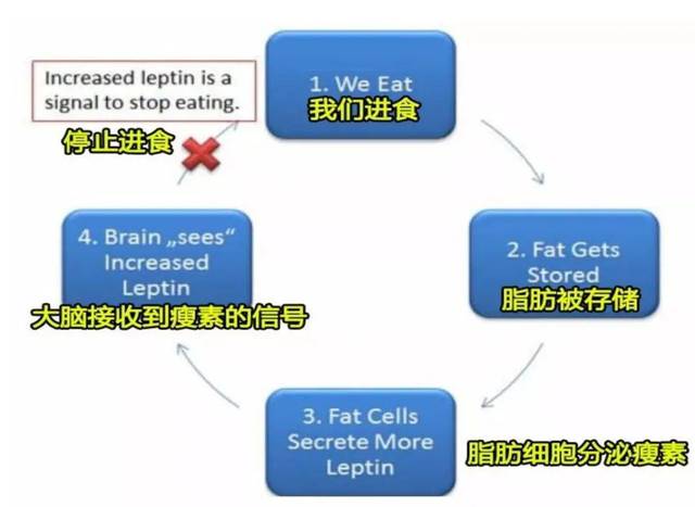 如何促进瘦素分泌