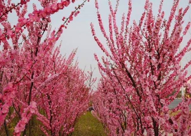 院子里养1种花，既低温又耐干旱，春天满树繁花真漂亮_手机搜狐网