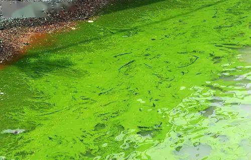 蓝藻门,裸藻门,金藻门,甲藻门,隐藻门,硅藻门,绿藻门,黄藻门.