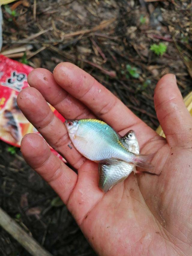 钓者皆恨麦穗鱼,我自闲钓乐趣多