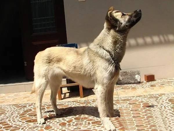 秋灵诚黄犬,静如同一尊活的艺术雕像,与你心心相通