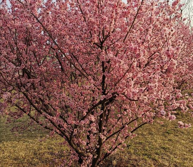 院子里养1种花，既低温又耐干旱，春天满树繁花真漂亮_手机搜狐网