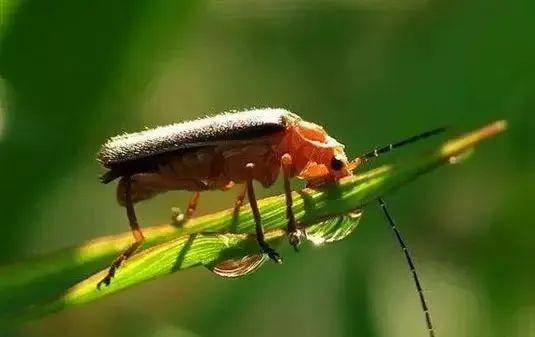 杀虫剂这么用药到虫死