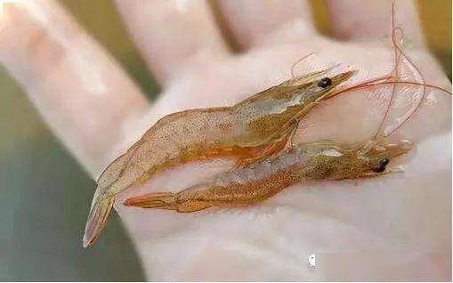 热议:虾塘爆发红体病,应该怎样预防?_手机搜狐网