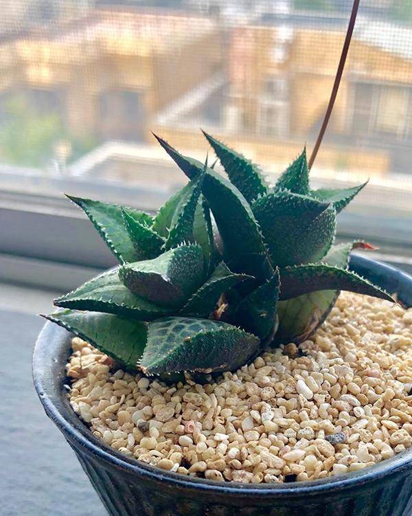 天气热了,这7种多肉植物不能强晒,越早知道越好