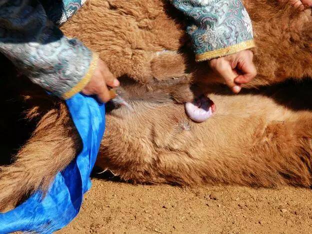 养骆驼每年要打印记,剪鬃毛,阉割,阉割小骆驼,看着都疼!