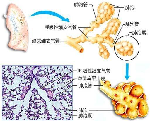 肺间质肺实质图解图片