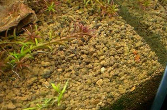 赤玉土可以种什么盆景 考拉园艺网带你了解赤玉土 赤玉土可以种什么盆景 桃丽网