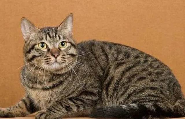 专家用几十年的时间培育出的玩具虎猫，竟还没有中华狸花猫好看？_搜狐网