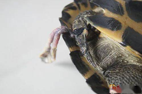 乌龟的丁丁男生图片