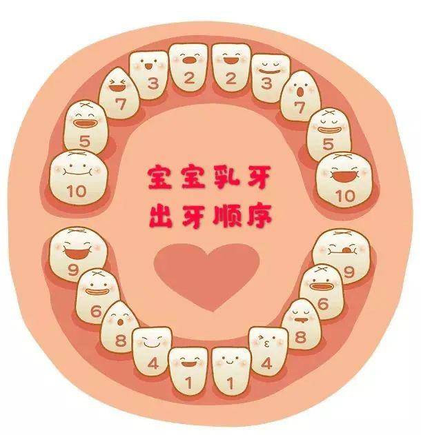 乳牙是约从6个月左右开始,陆续萌出至2岁半左右会萌出共20颗乳牙.
