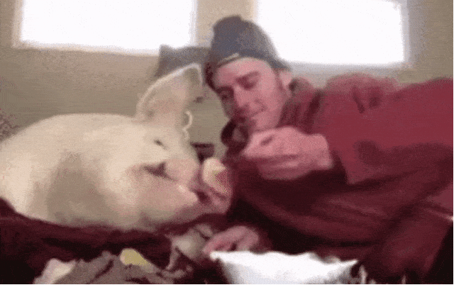 人喂猪吃东西表情图图片