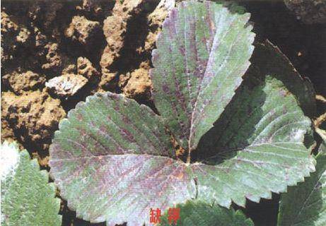 【种草莓基础知识学习】钾的生理作用及缺钾症状,补充方法