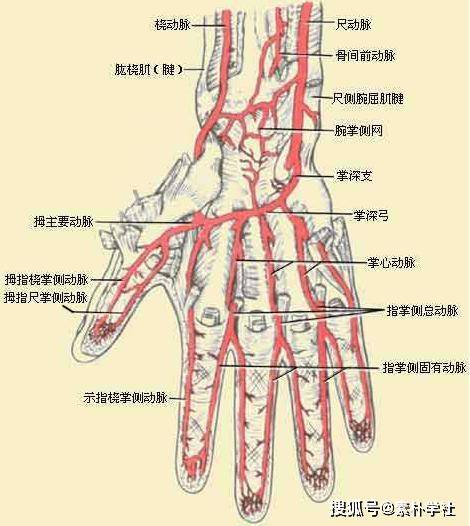 脉诊的核心部分:正常脉象与病理脉象各是什么触感?