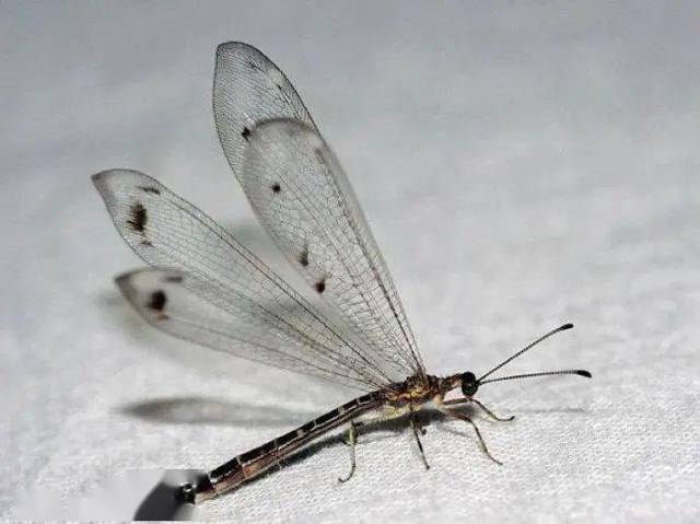 现实中的口袋妖怪(20) | 沙漠蜻蜓