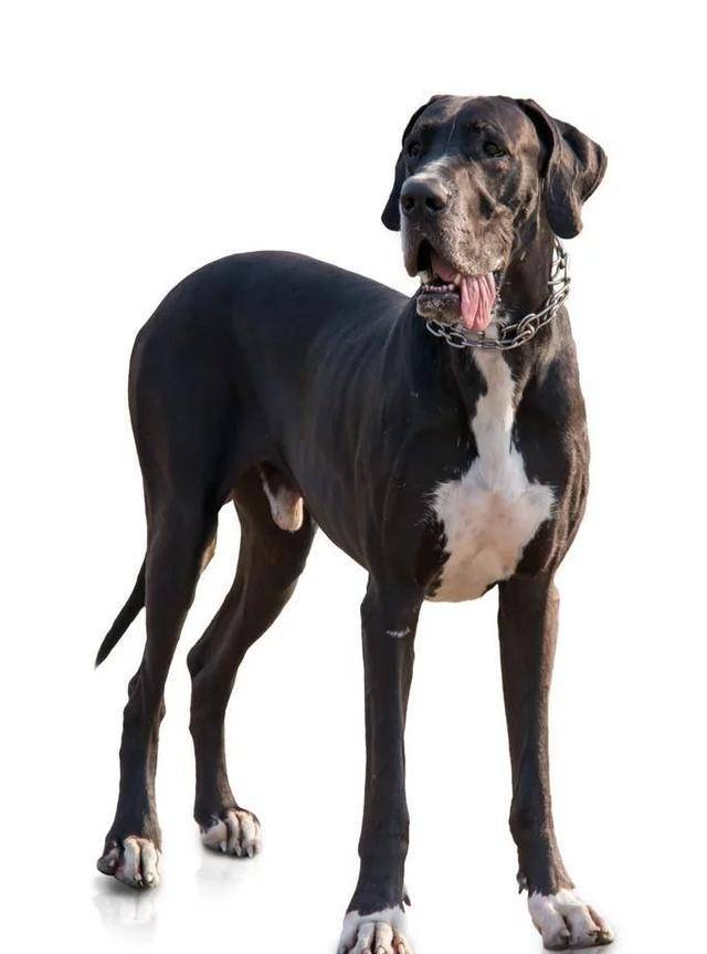 2,大丹犬(學名:greatdane),也稱做大丹狗,德國獒曾被歐洲王室及貴族