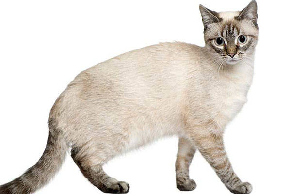 猫猫品种介绍图鉴25期——波米拉猫