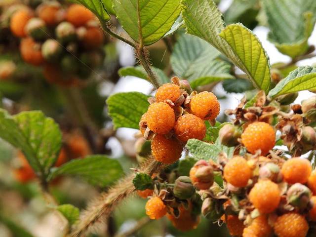 再过半个月,这种黄色野果成熟,小时候常吃,你吃过吗?