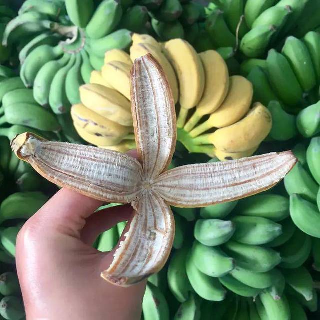 9元抢10斤小米蕉 需催熟 现摘现发 无催熟剂 酸甜软糯 一箱78-85个