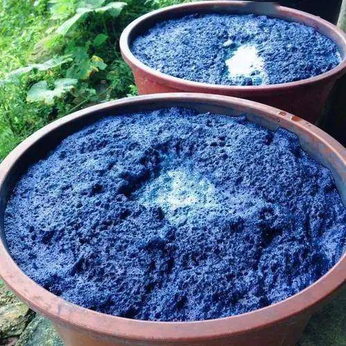 【墨话本草】中药小知识——菘蓝_手机搜狐网