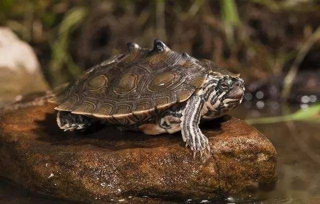 刚入的龟不适应水质怎么办