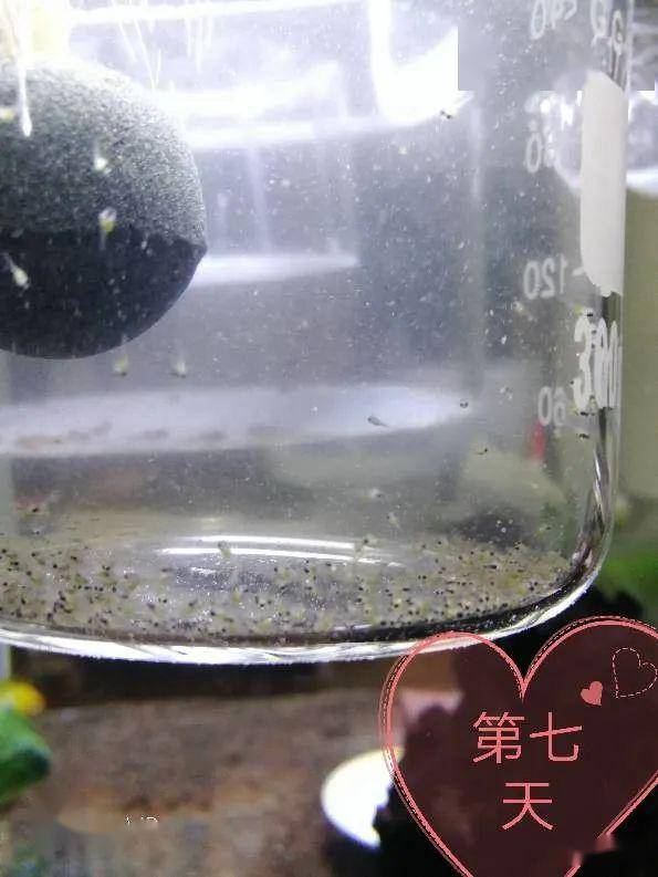 人工孵化鱼卵方法_南美流星2007产卵孵化过程_金波子的繁衍方式是什么