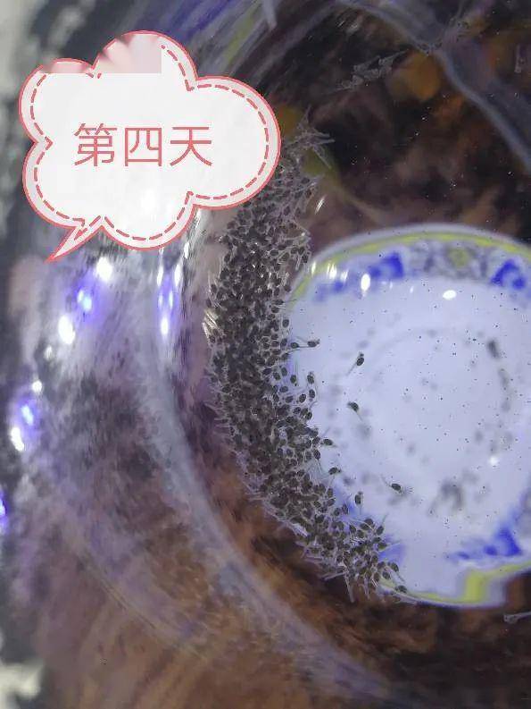 人工孵化鱼卵方法_南美流星2007产卵孵化过程_金波子的繁衍方式是什么