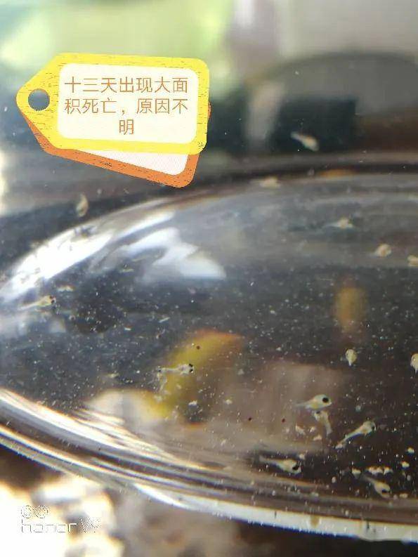 金波子的繁衍方式是什么_人工孵化鱼卵方法_南美流星2007产卵孵化过程
