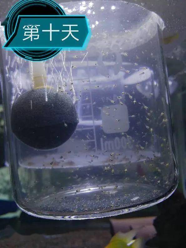 人工孵化鱼卵方法_南美流星2007产卵孵化过程_金波子的繁衍方式是什么