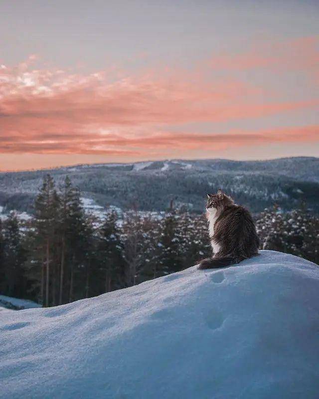 把猫拍出了狮子一样的风采,是这猫太凶了,还是摄影师太棒了呢!