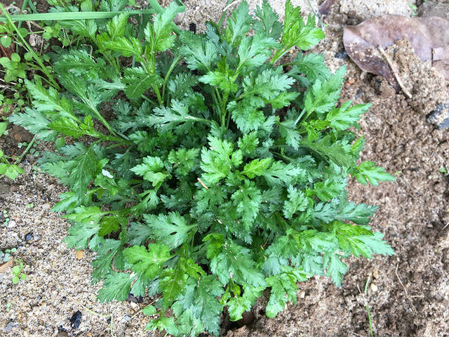 难道是野菊花吗?
