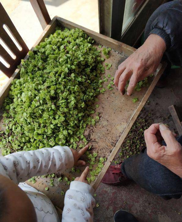 这个时候,一串串榆钱很是诱人,很多老年人会去采榆钱,回家做榆钱饭