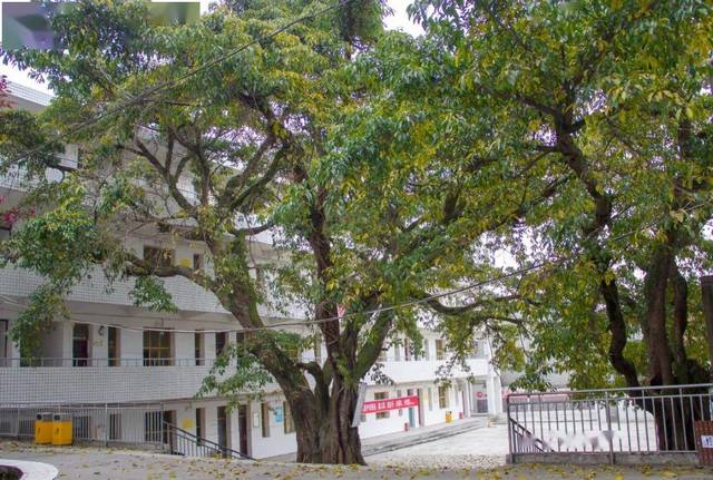 中江县会龙镇中心小学校2020年春季开学告知书(以此更新为准)