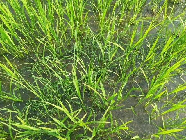 水稻田里有很多千金子,如何防除?合理选用药剂,除早,除小!