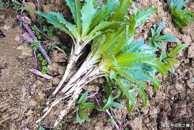 俗称"七七菜"其貌不扬,却是祛瘀消肿良药,如今9元1斤