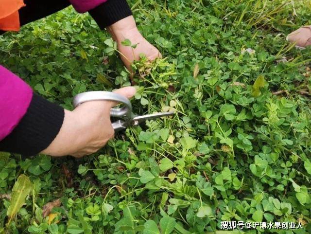 66种野菜辨别图,再不挖点尝尝,下个月就老了!