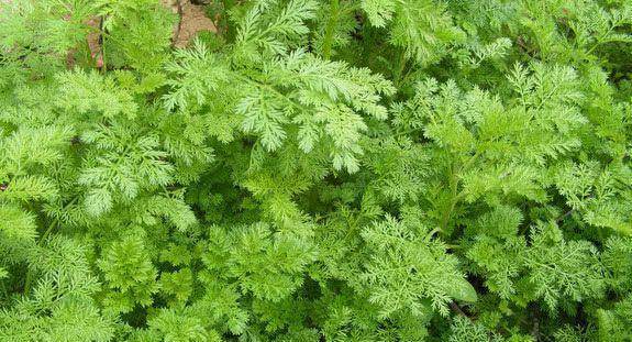 乡下一种植物,臭到连动物都不吃的"臭草",但有很大的作用_手机搜狐网