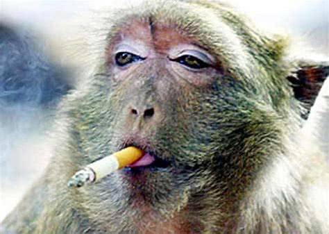 新冠疫情席卷全球,东南亚猴子因压力过大开始抽烟