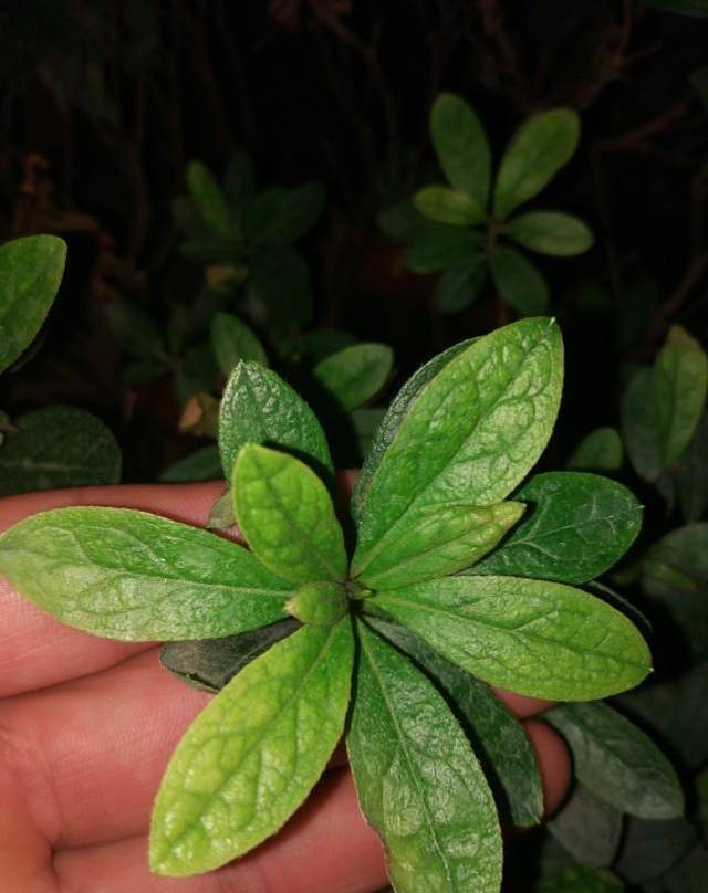 杜鹃花的叶子特点图片