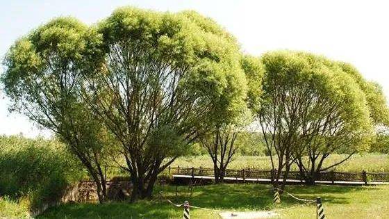 旱柳salix matsudana