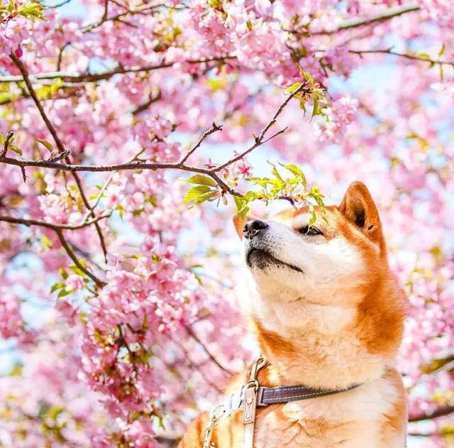 100张柴犬与花的合照治愈的笑容圈粉30000人