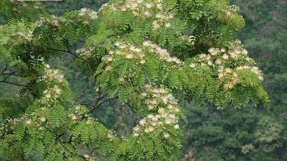 山合欢albizia kalkora
