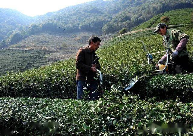 茶叶种植土壤条件_茶叶种植条件_茶叶种植