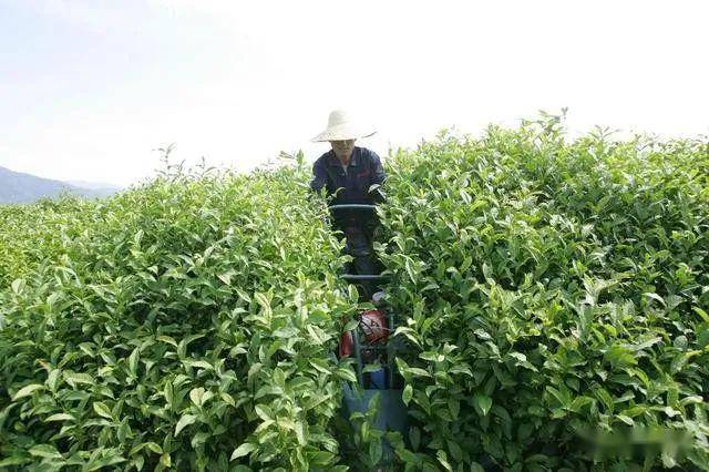 茶叶种植土壤条件_茶叶种植_茶叶种植条件