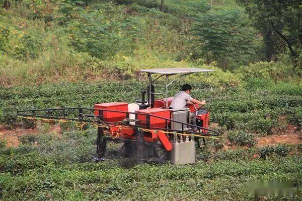 茶叶种植条件_茶叶种植_茶叶种植土壤条件