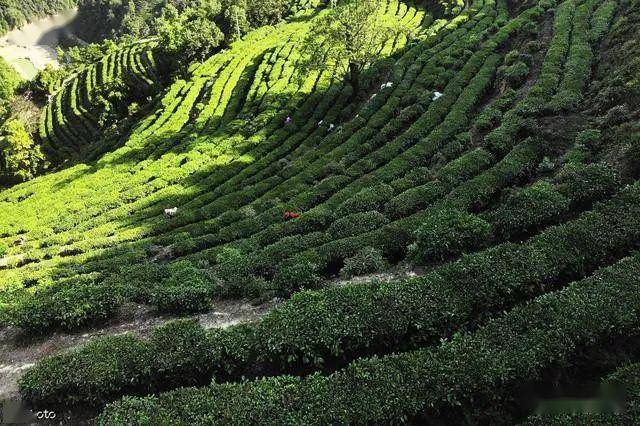 茶叶种植土壤条件_茶叶种植_茶叶种植条件