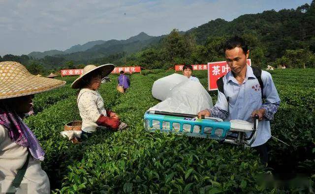 茶叶种植土壤条件_茶叶种植条件_茶叶种植