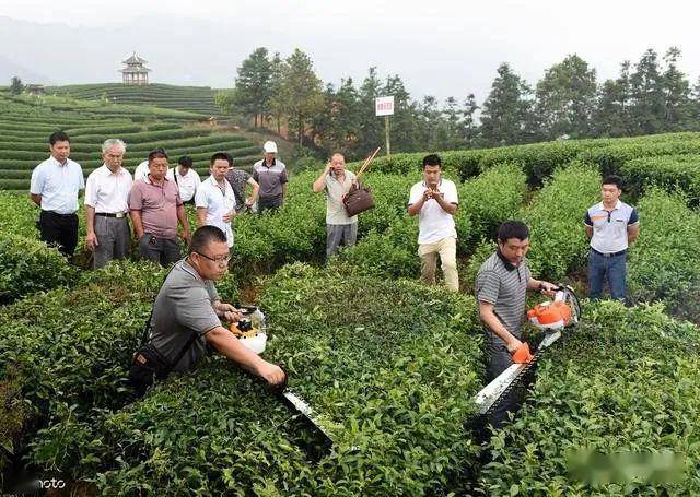 茶叶种植条件_茶叶种植_茶叶种植土壤条件